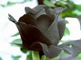 Pictures of Black Rose Flower Images