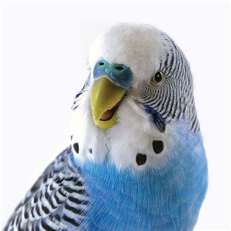 Budgie Birthday Celebration Card Blue Budgerigar Bird Parrot Fast