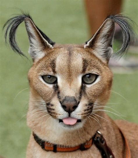 59 Top Pictures Large Cat With Ear Tufts Caracal Japari Library