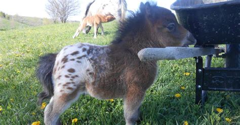 15 Mini Horses You Dont Want Your Kids To See Bored Panda