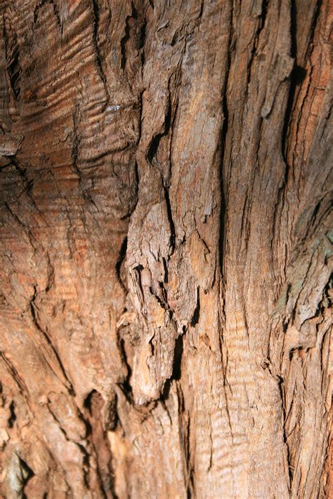 Flaking Tree Bark Free Stock Photo Public Domain Pictures
