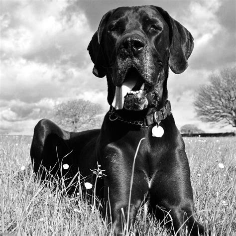 Black And White Great Dane Photography Greatdaneinfo White Dog