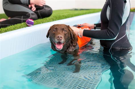 Hydrotherapy For Dogs How It Works And Why You Should Try It Scuba