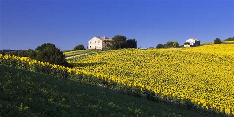 Tuscany Landscape Sunflowers Italy Digital Art By Massimo Ripani