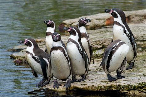 How Did These Penguins Drown At The Zoo