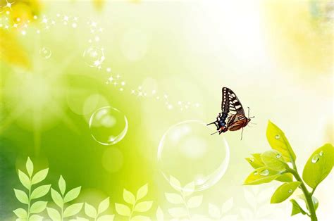 Butterfly Hd Wallpapers Wallpaper Cave