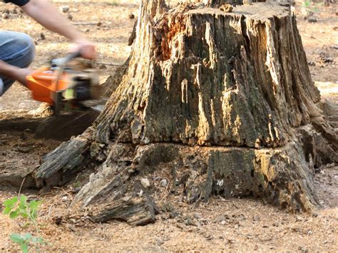 How To Remove A Tree Stump Hgtv