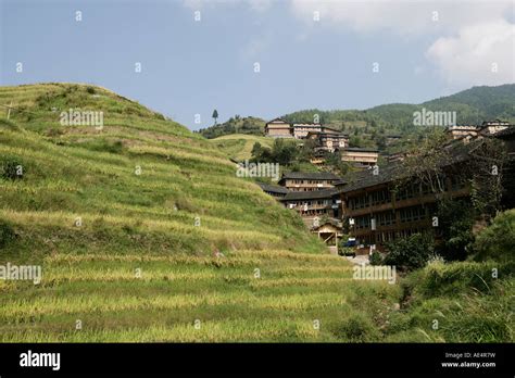 Longsheng Terraced Ricefields Guilin Guangxi Province China Asia