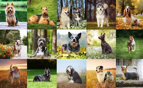 100 Most Common Dog Breeds In Australia Hypro Premium