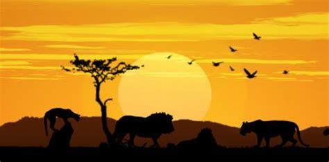 African Lion Sunset Backdrop Backdrops Beautiful