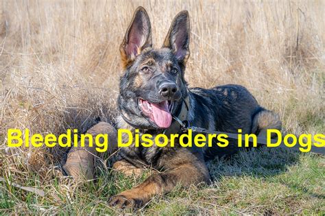 Bleeding Disorders In Dogs 4 Facts Emergency Animal Care Braselton