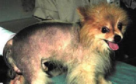 Alopecia In Dogs Causes Symptoms And Treatments Petmoo