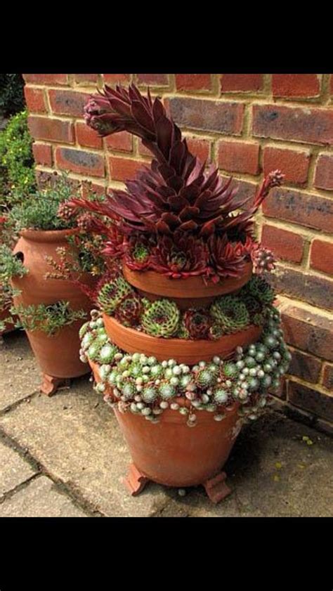 Hens And Chicks Planter Planting Succulents Succulents Garden