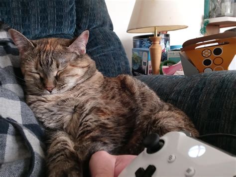 Xbox One Cat Xbox Good Vibes Xbox Community