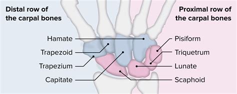 Wrist Joint Anatomy Concise Medical Knowledge