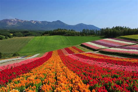 10 Reasons You Should Travel To Hokkaido The True Japan