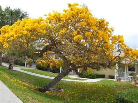 Árboles Tropicales Para Jardín Arboles