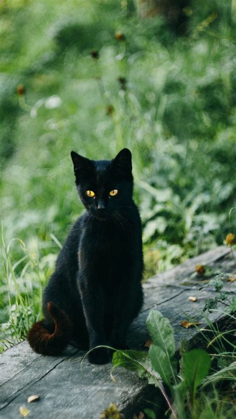 Iphone Pretty Black Cats Wallpaper Black Cat Pictures Black Cat