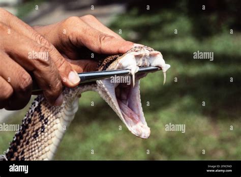 Snake Fangs Hi Res Stock Photography And Images Alamy