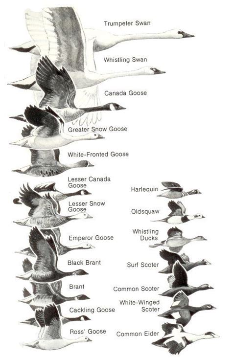 Ducks At A Distance A Waterfowl Identification Guide