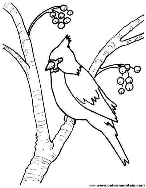 Cardinals Drawing at GetDrawings | Free download