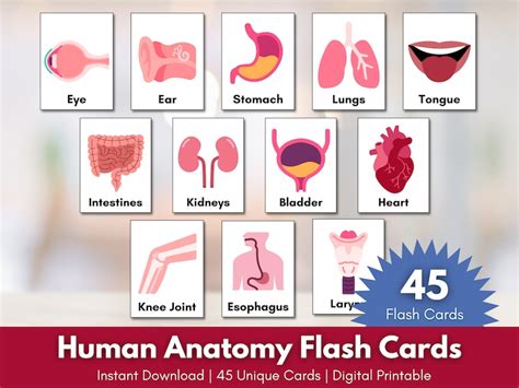 Anatomy Flash Cards Human Body Learning Classroom Education Etsy