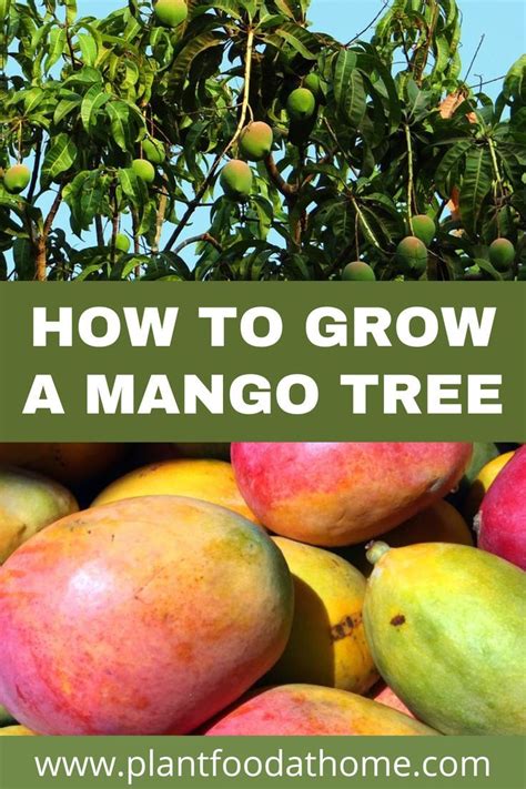 How To Grow A Mango Tree Planting Caring And Harvesting In 2022
