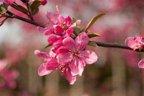 Crabapple Prairiefire Tree Top Nursery And Landscape Inc