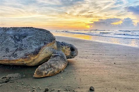 Sea Turtles Crawl To New Nesting Record On Georgia Coast Ap News