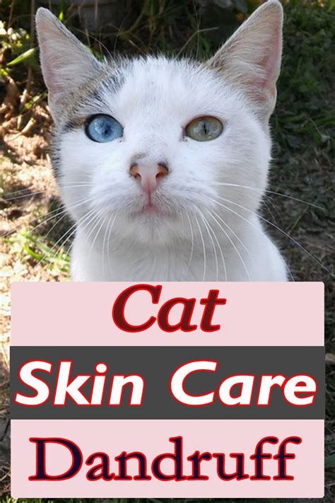 Dandruff Is One Of Cat Skin Problems Read About This Cat Disease And