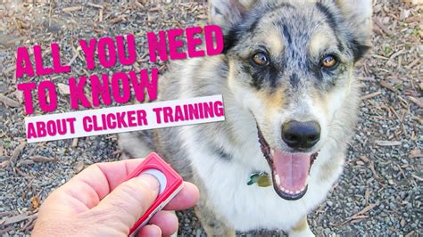 A Beginners Guide To Clicker Training Your Dog