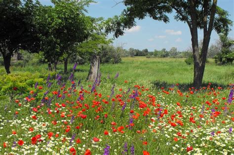 5 Compelling Reasons To Turn Your Lawn Into A Meadow • Insteading