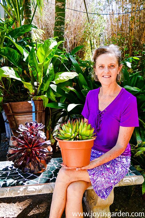 We did not find results for: How Much Sun Do Succulents Need? | Joy Us Garden