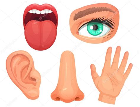 Download now or view online the free printable body parts flashcards for kids on english language with real images. Cartoon sensory organs. Senses organs, eyes vision, nose ...