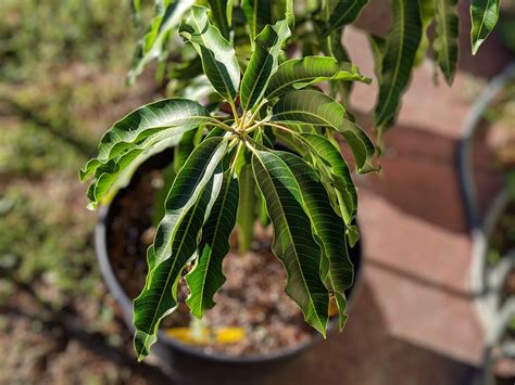 Dwarf Mango Trees Not So Difficult To Grow