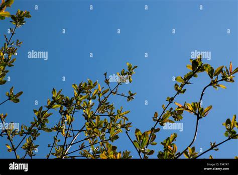 sunlight passing through leaves of pomegranate tree Stock Photo - Alamy