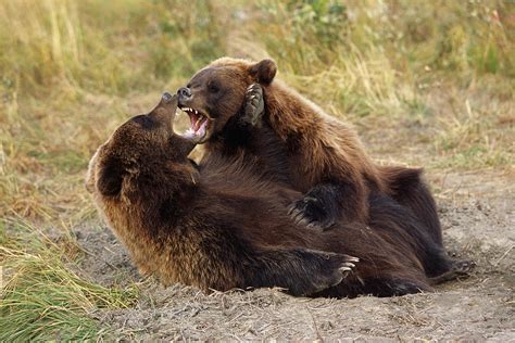 Adolescent Brown Bears Wrestling Photograph By Doug Lindstrand