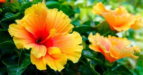 Hibiscus Tree How To Grow And Care For A Hibiscus Plant
