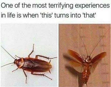 Flying Cockroach 9gag
