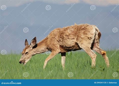 Mule Deer In A Field Stock Image Image Of Nature Conservation 299341135