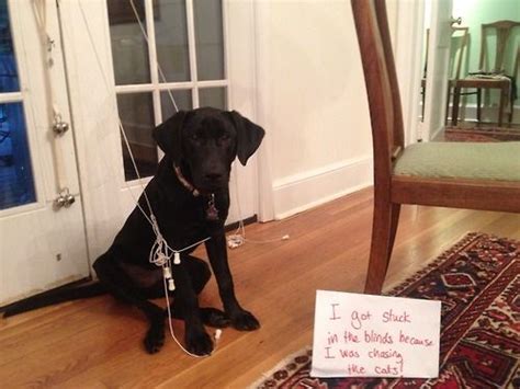 283 Best Images About Pet Shaming On Pinterest Cats Lol
