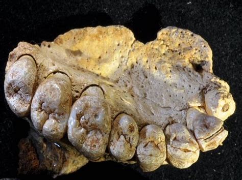 Earliest Human Fossil Outside Of Africa Unearthed In Israeli Cave