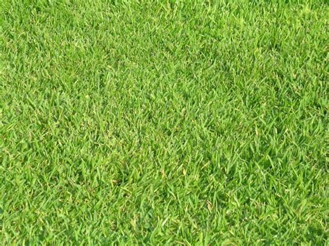 How To Care For Southern Turf Grass Terra Bella Garden Center