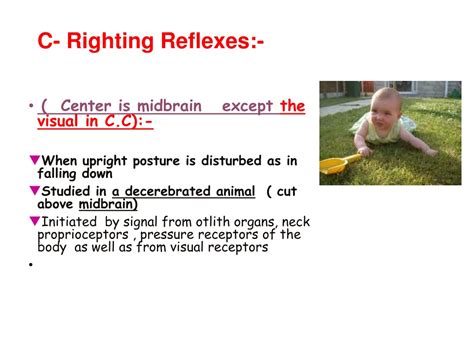 Ppt Postural Reflexes Powerpoint Presentation Free Download Id9574106