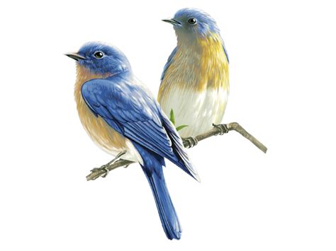 Birds On The Branch Png Transparent Image