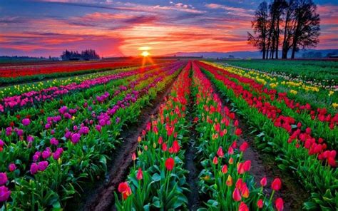 Tulip Field Sunset Color Me In Comfort
