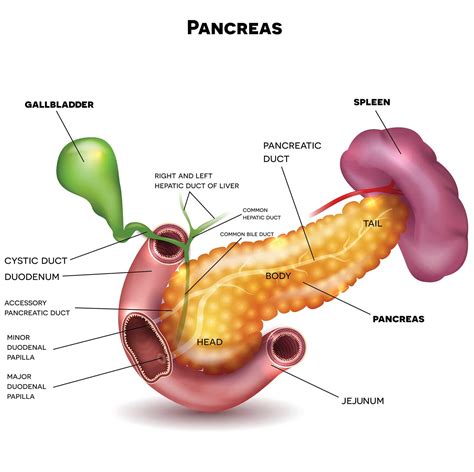 Álbumes Foto Por Que Se Enferma El Pancreas Mirada Tensa