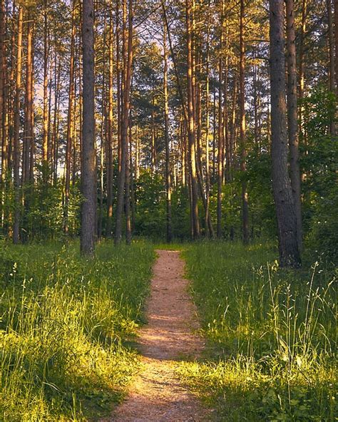 🇧🇾 Path In The Forest On A Summer Day Near Minsk Belarus By