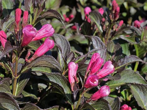 All About Abelia Weigela And Spirea