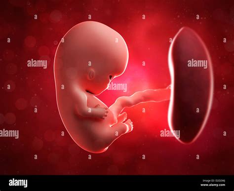 Foetus At 9 Weeks Computer Artwork Stock Photo Alamy
